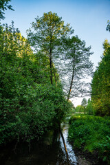 A stream in the middle of the forest, a river in the middle of the forest, spring vegetation on the banks of a small river