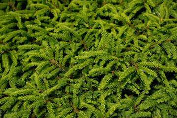 Green background, Garden background, here, shrubs, trees © Follow the Sun