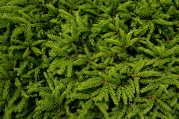 Green background, Garden background, here, shrubs, trees © Follow the Sun