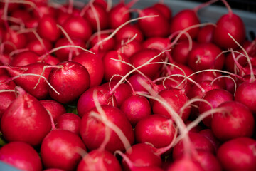 rzodkiewka, młoda wiosenna rzodkiewka, świeża rzodkiewka