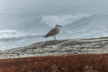 California gull