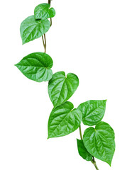 The leaves of Piper betle or Betel, Paan, Sirih and Phlu in Thai. Betel leaf resembles a heart shape and bright green in color isolated on white background. The leaves used in traditional medicine.