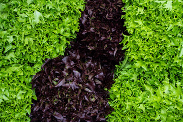 Sałata, Liście sałaty, Główki sałaty, warzywa © Follow the Sun