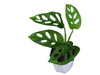 Monstera obliqua or Window-leaf plant in flowerpot isolated on white background. Monstera Monkey...