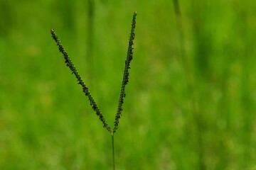 Florida paspalum native wild grass grows in wet sandy soil great background