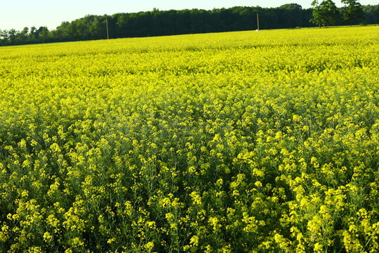 Yellow Rapeseed plants agriculture cultivated for oil, which is healthy in diet. But the field stinks a lot because sulfur compounds, and pungent odor 