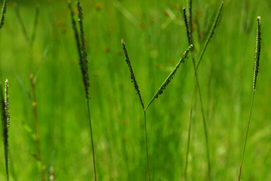 Florida paspalum native wild grass grows in wet sandy soil great background