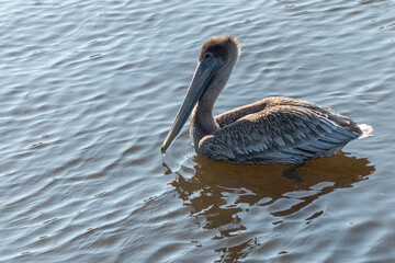 Brown pelican