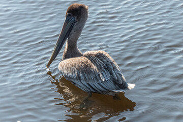Brown pelican