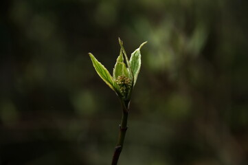 листочки цветочки
leaves flowers