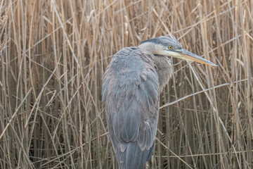 Great blue egret