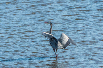 Great Blue Heron