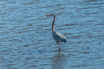 Great Blue Heron