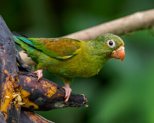 Orange-chinned Parakeet perched on ripe plantains in Costa Rica