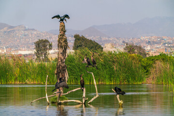 A dead tree in a desert wetland attracts a flock of Peruvian cormorants in Lima, Peru.