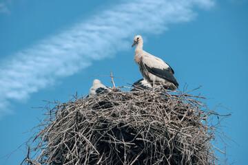Fototapeta premium Young white storks in the nest. A family of wild storks in their natural habitat. Large white birds against a blue sky with clouds. Chicks of storks.