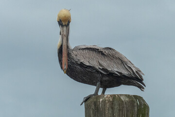 Brown pelicanm