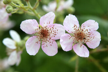 Brombeerblüten