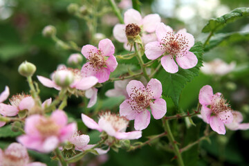 Brombeerblüten