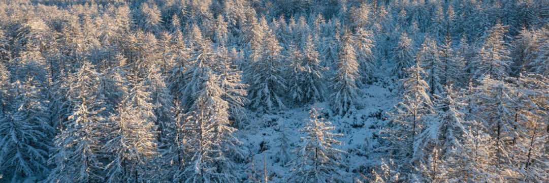 Top view of snow-covered larch trees. Aerial photography of the winter forest. The tops of the trees are illuminated at sunrise. Beautiful northern nature. Cold weather. Panoramic natural background