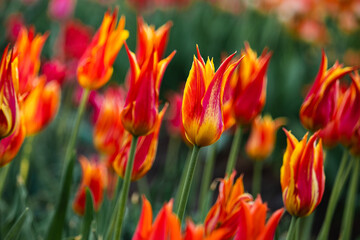 different varieties of tulips in spring