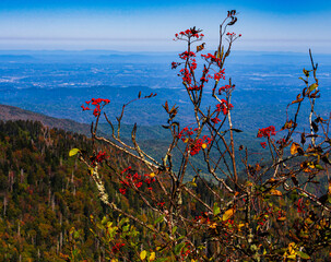 Intensely red Rowan berries with the Great Smoky Mountains National Park landscape stretching towards the horizon.