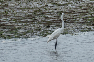 Great Herron