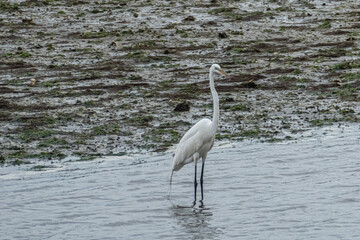 Great Herron