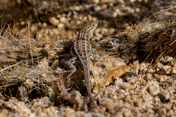 Brown lizard on the desert