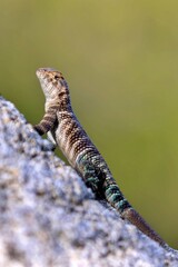 Lizard in the Desert