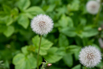 Obraz premium Spring time