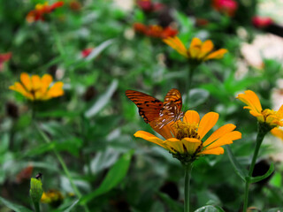 Mariposa con alas rotas sobre margarita amarilla 