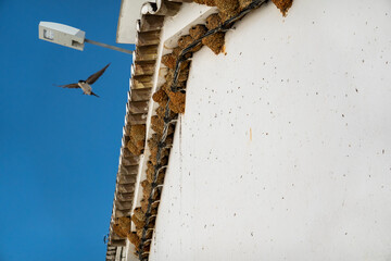 Swallow nests on the Algarve region