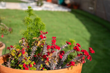 crown of thorns houseplant
