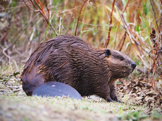 Large Beaver
