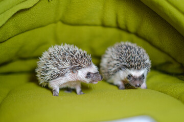 baby hedgehog in a soft green house.prickly pet.House for hedgehogs.African pygmy hedgehog. Gray...