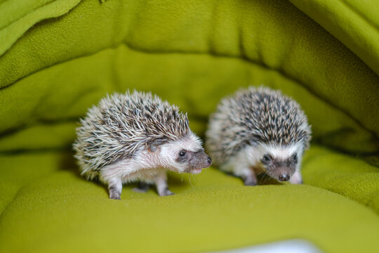 baby hedgehog in a soft green house.prickly pet.House for hedgehogs.African pygmy hedgehog. Gray hedgehog with white spots. Pets.