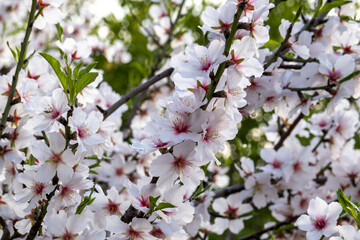 Fototapeta na wymiar Beautiful flowers from the almond tree
