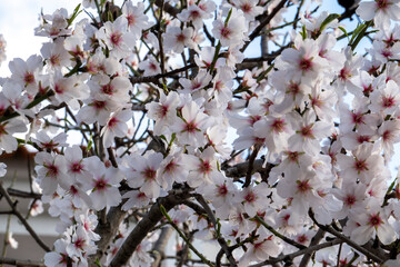 Beautiful flowers from the almond tree