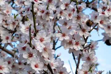Beautiful flowers from the almond tree