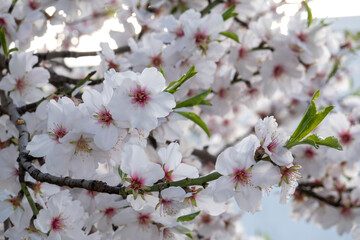 Beautiful flowers from the almond tree