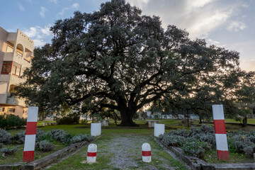 Large monumental holm oak tree