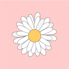 daisy on white