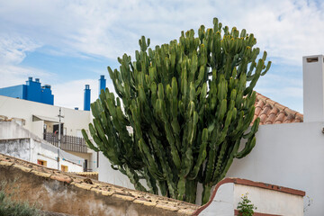 Euphorbia ingens cactus plant