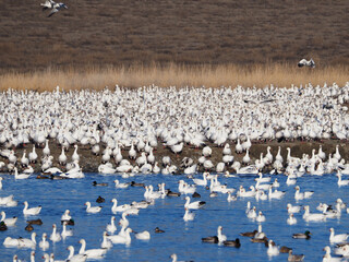 flock of snow geese