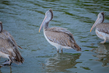 Birds in the zoo have no cages.