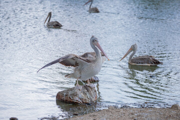 Birds in the zoo have no cages.