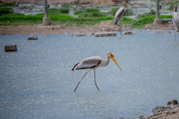 Birds in the zoo have no cages.