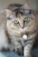 猫のポートレート