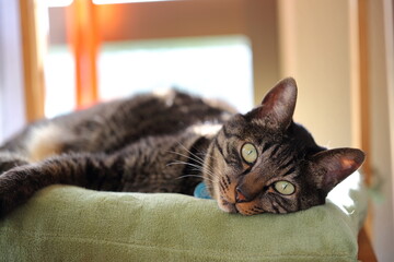 サンルームの猫